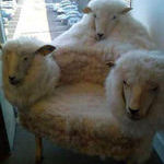 sheep_chair.jpg