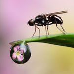 signal_fly_with_dewdrop_refraction.jpg