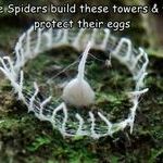 silkhenge_spiders.jpg