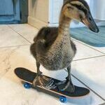 skaterduck.jpg