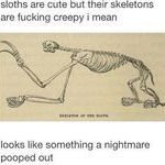 skeleton_of_a_sloth.jpg