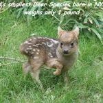 smallest_deer.jpg