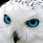 snow_owls_have_mesmerizing_eyes.jpg