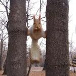 squirrel_ninja_skills.jpg