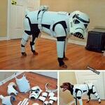 starwarsdog.jpg