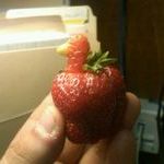 strawberry_duck.jpg