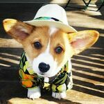 summercorgi.jpg