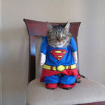 supercat3.jpg