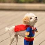 superdog2.jpg