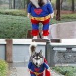 superdog4.jpg