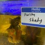 swimshady.jpg