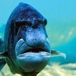 this_fish_looks_like_a_grumpy_old_man.jpg