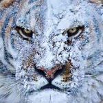 tiger_after_a_fight_in_the_snow.jpg