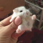 tiny_hamster.jpg