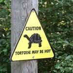 tortoise_may_be_shot_sign.jpg