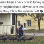 turkeys3.jpg