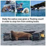 wallywalrus.jpg