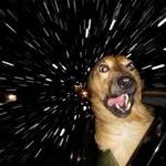 warp_speed_dog.jpg