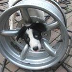 wheeldog.jpg