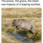 wombat5.jpg