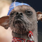 worlds_ugliest_dog.jpg