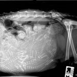 xray_of_a_pregnant_cat.jpg