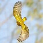 yellow_warbler.jpg