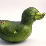 zucchini_duck.jpg